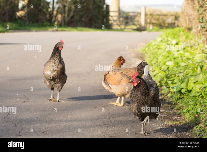 Netherlands - chicken road nederland