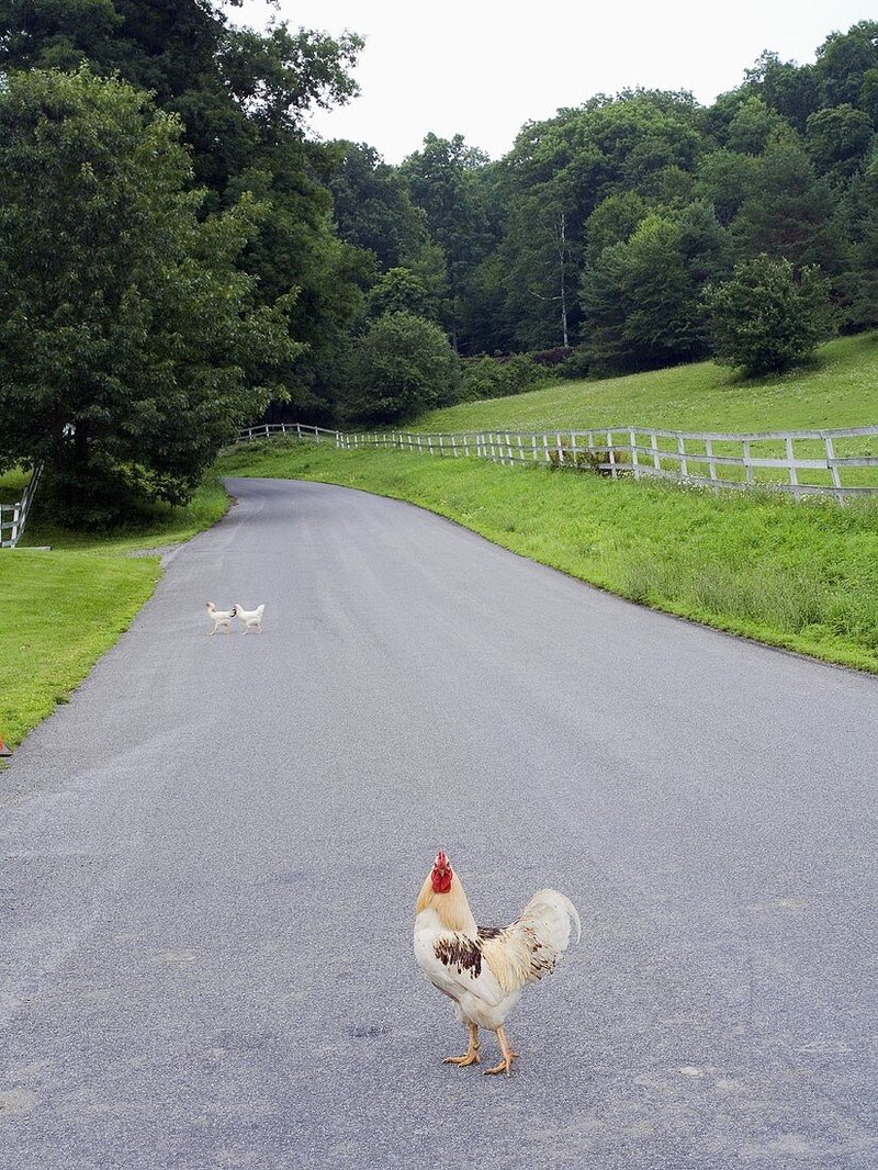 Chicken road spel, chicken road nederland