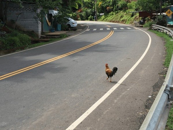 Chicken road - El Juego de Azar que Hace Caminar la Ruta de la Pollo en España